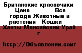 Британские красавчики › Цена ­ 35 000 - Все города Животные и растения » Кошки   . Ханты-Мансийский,Урай г.